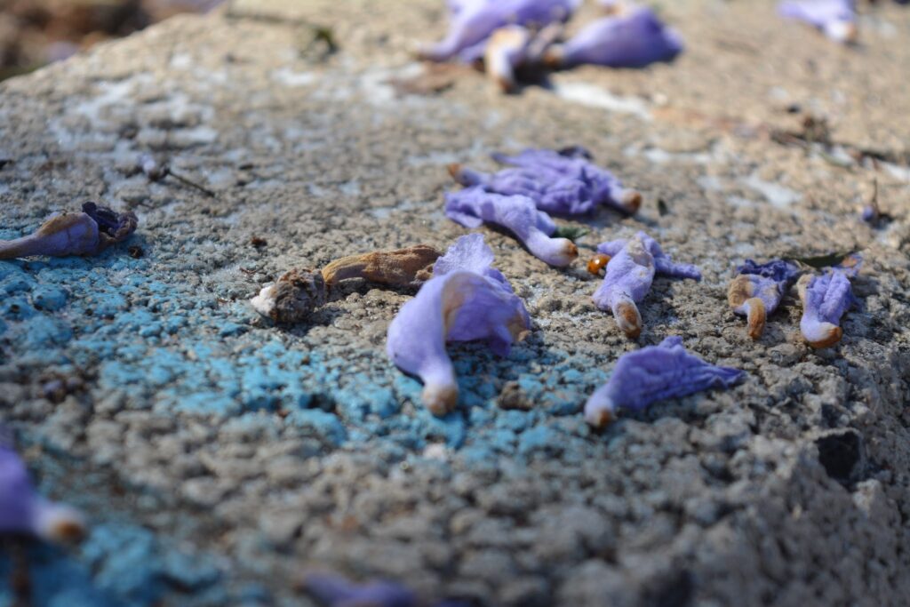 Jacaranda flowers painting the sidewalk